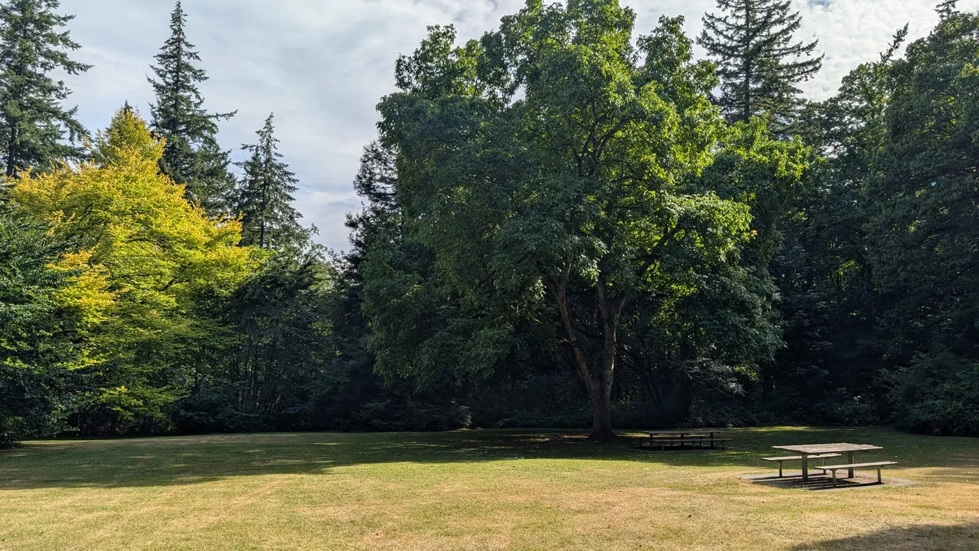 A view of Redwood Park from M&Em Photography’s fall session story