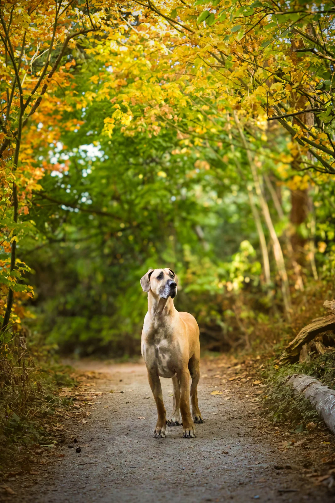 A Great Dane standing on a woodland path beneath golden autumn leaves