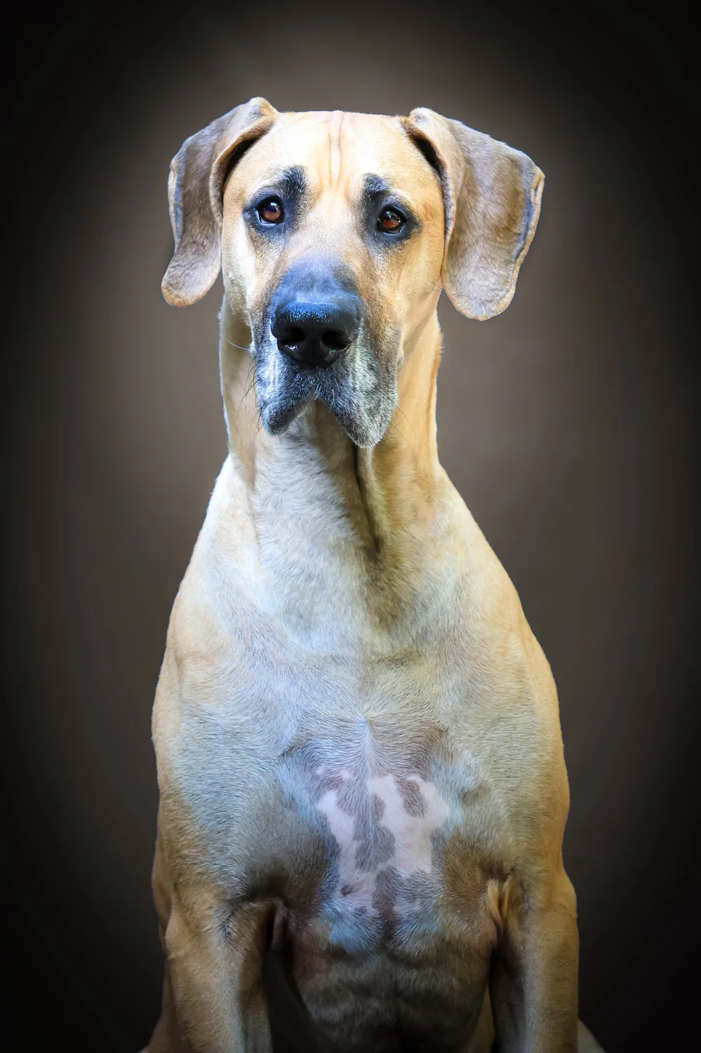 Great Dane, pet photography.